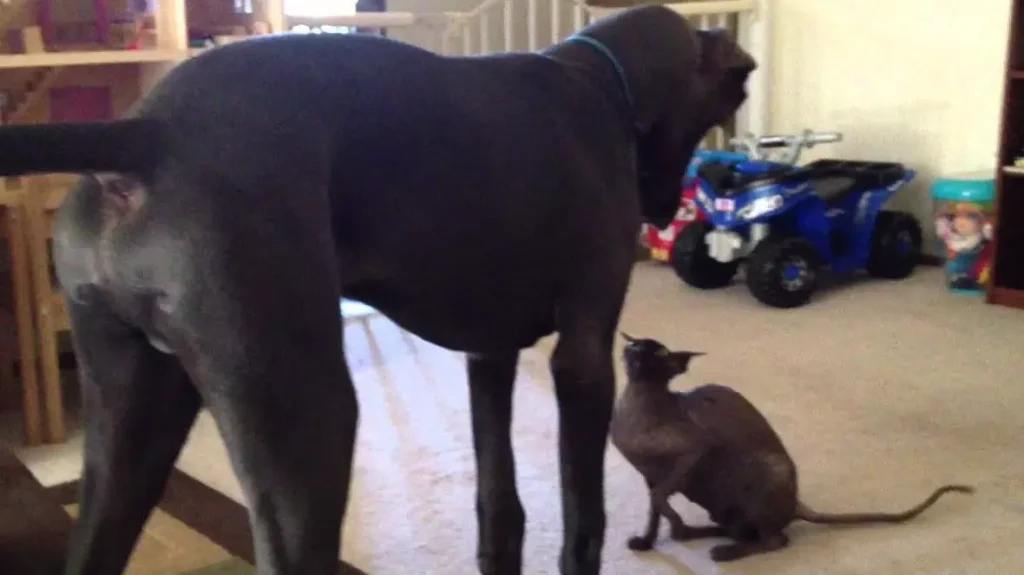 Introducing a Cat to Great Dane