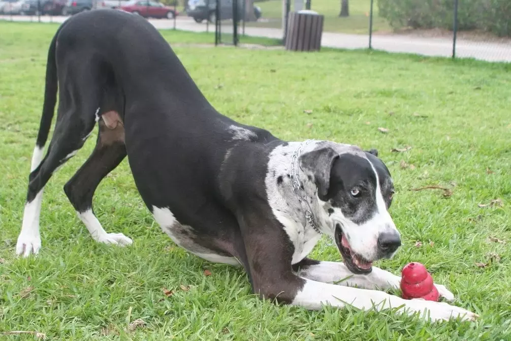 Training for Great Danes who Leans