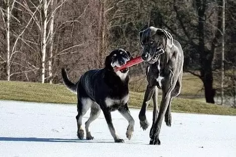 Why do Great Danes Rank low in Intelligence