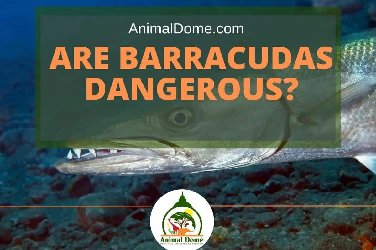 Are Barracudas Dangerous