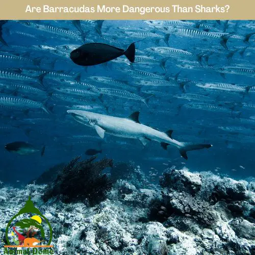 Are Barracudas More Dangerous Than Sharks?