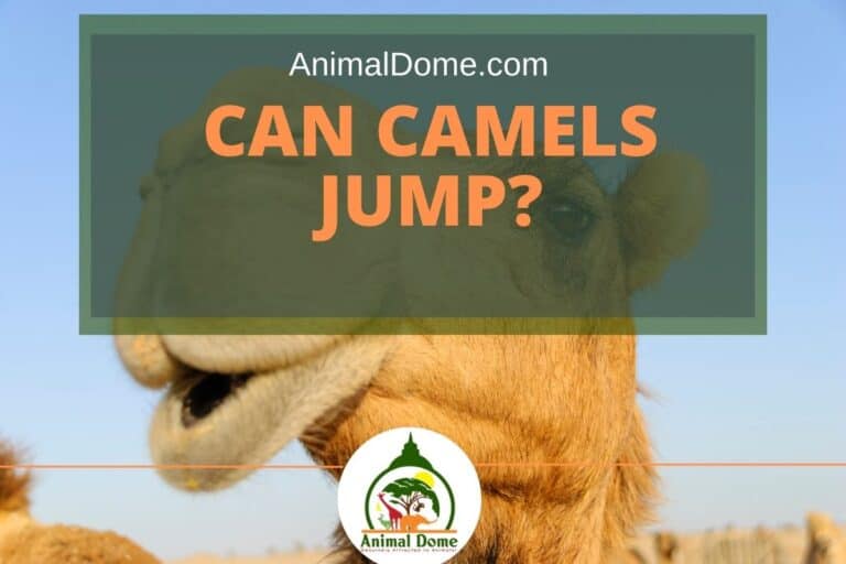 Can Camels Jump? (This Is Funny!) - Animal Dome