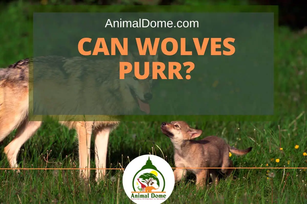 Can Wolves Purr?