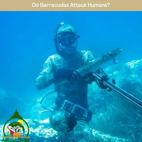 Do Barracudas Attack Humans?