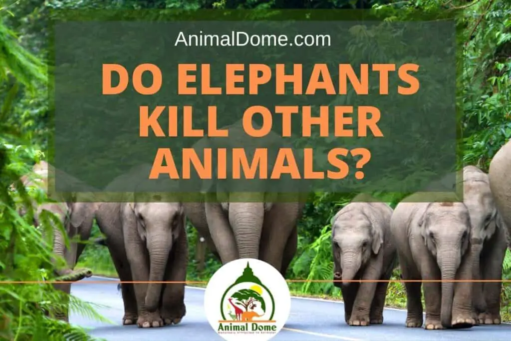 Do Elephants Kill Other Animals? Animal Dome
