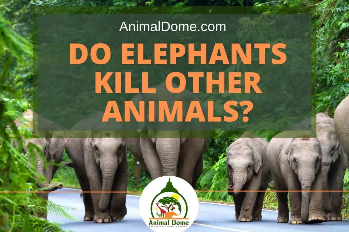 Do Elephants Kill Other Animals?