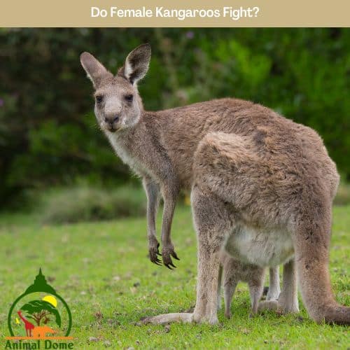 Do Female Kangaroos Fight?