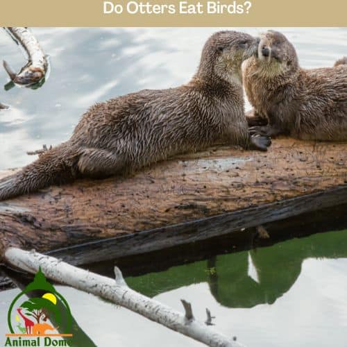 Do Otters Eat Birds?