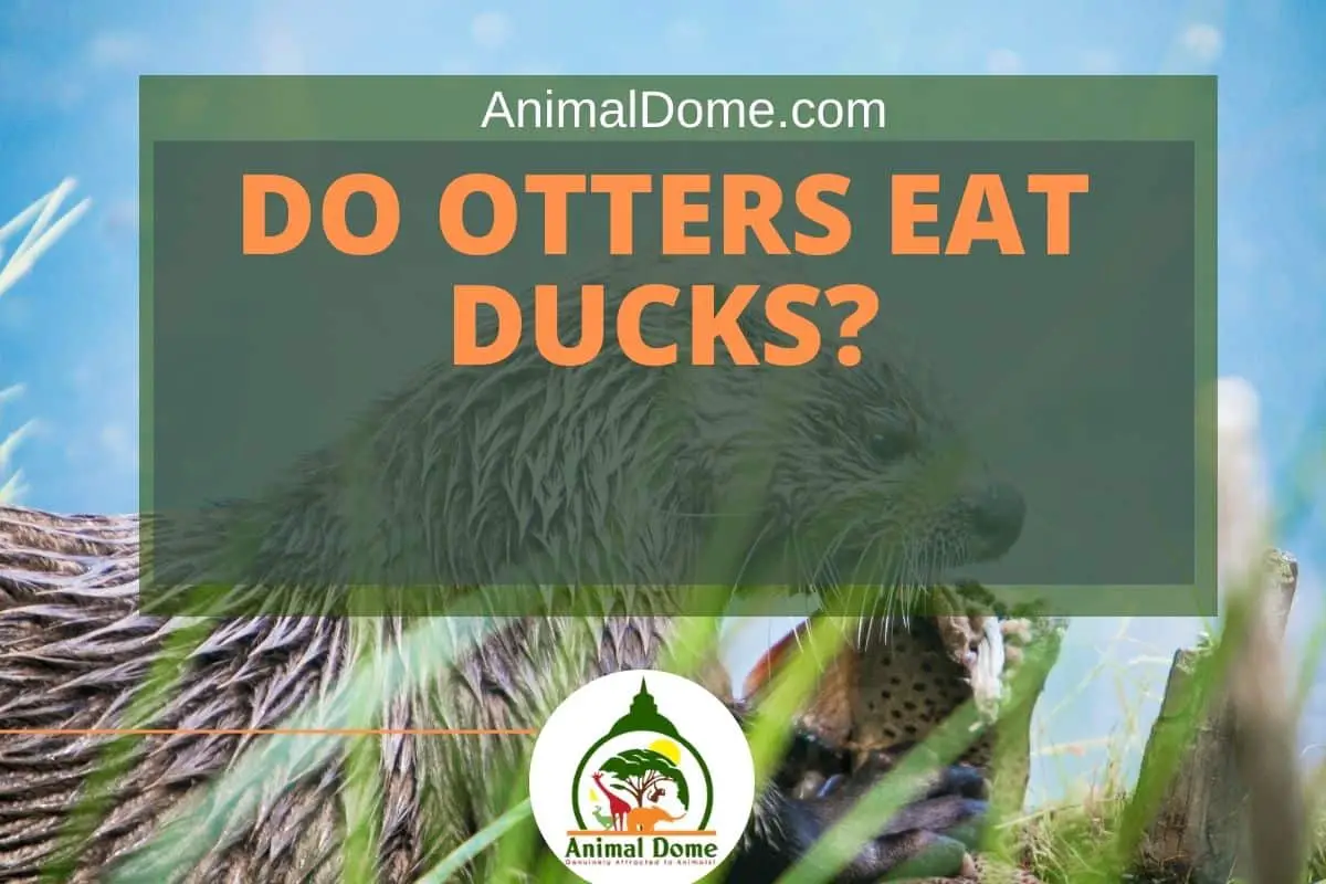 Do Otters Eat Ducks?