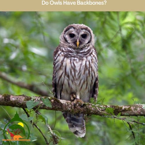 Do Owls Have Backbones?