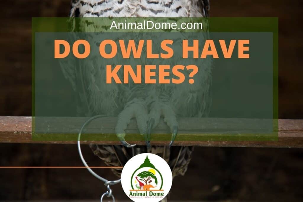 Owls Knees The Surprising Secret Behind This Quirky Phrase - oiw0eld