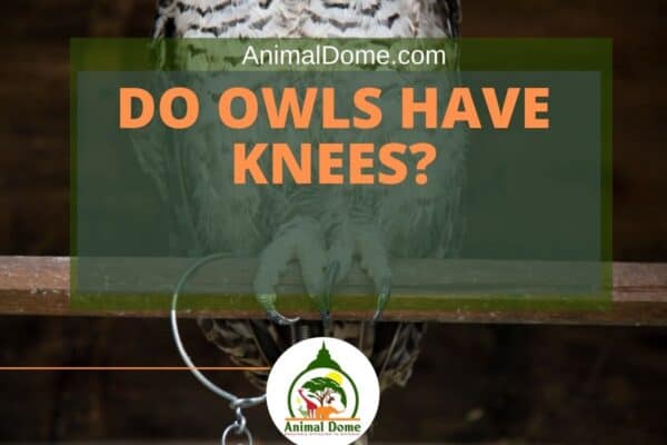 The Fascinating Origin Story Of The Phrase Owls Knees - g03ruyg
