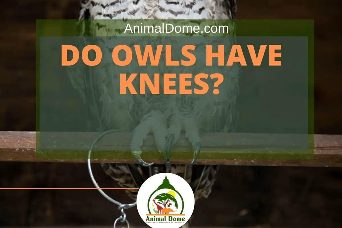 Do Owls have knees?