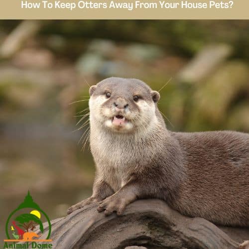 How To Keep Otters Away From Your House Pets?