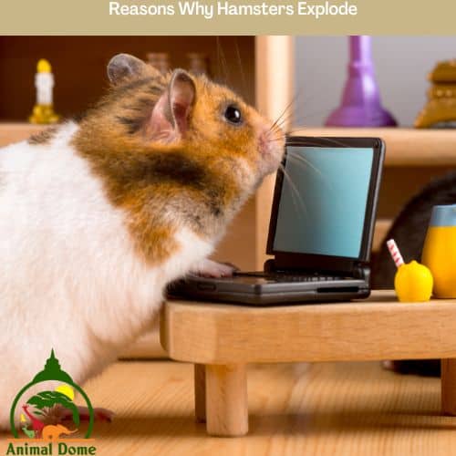 Reasons Why Hamsters Explode