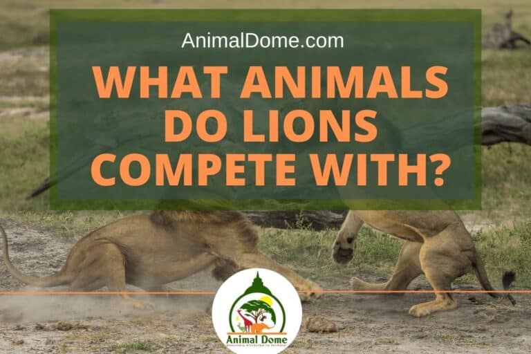6 Major Enemies Of Lions List!) Animal Dome