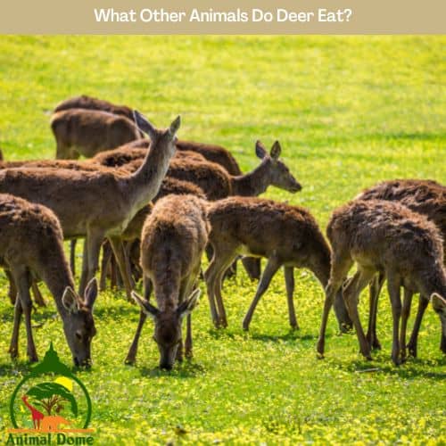 What Other Animals Do Deer Eat?