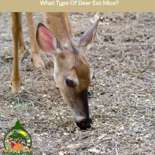 What Type Of Deer Eat Mice?