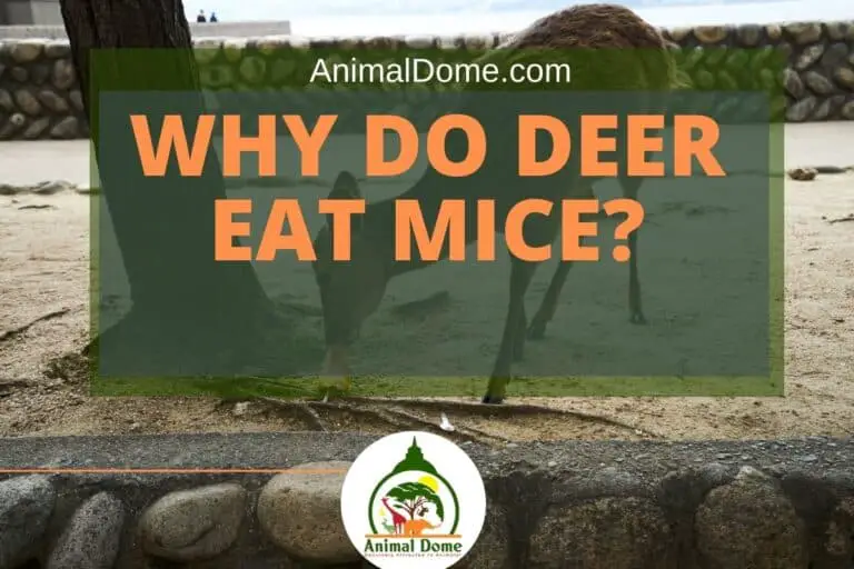 Why Do Deer Eat Mice? This Is Why! Animal Dome