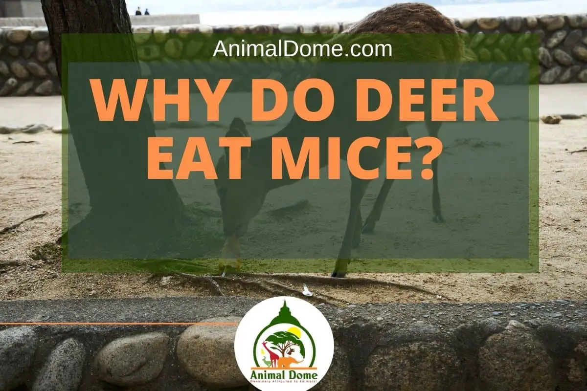 Why Do Deers Eat Mice?