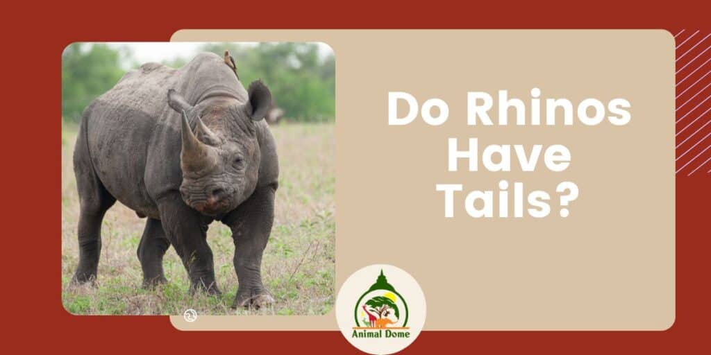 Do Rhinos Have Tails? - Animal Dome