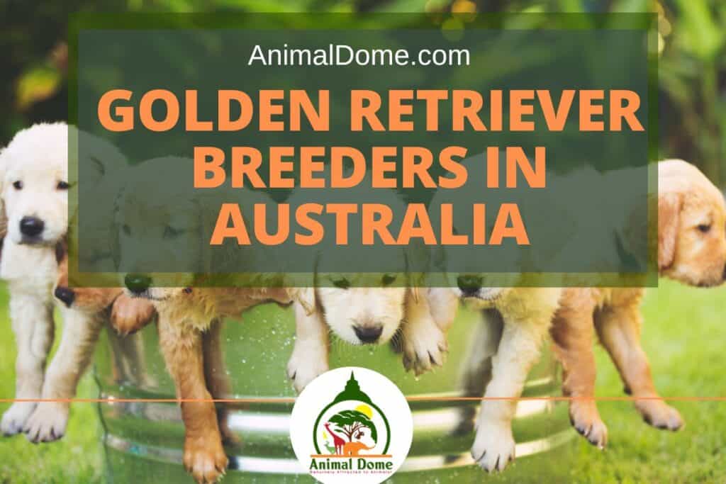 6 Best Golden Retriever Breeders In Australia Animal Dome