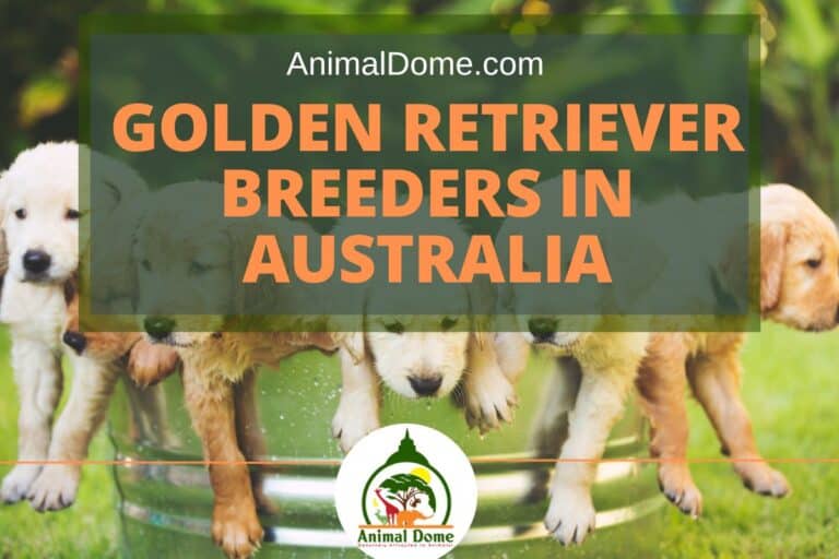 6 Best Golden Retriever Breeders In Australia Animal Dome
