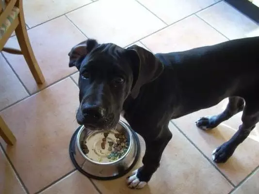 Great Dane Feeding Tips