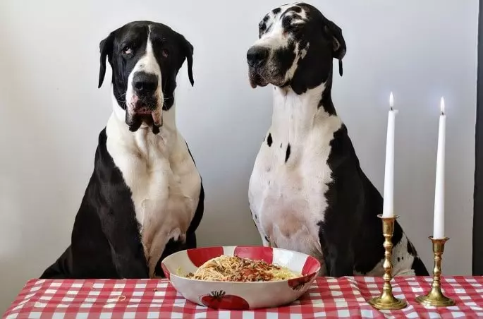 How much Food Do Great Danes Eat Daily & weekly?