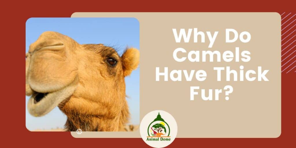 Why Do Camels Have Thick Fur? - Animal Dome