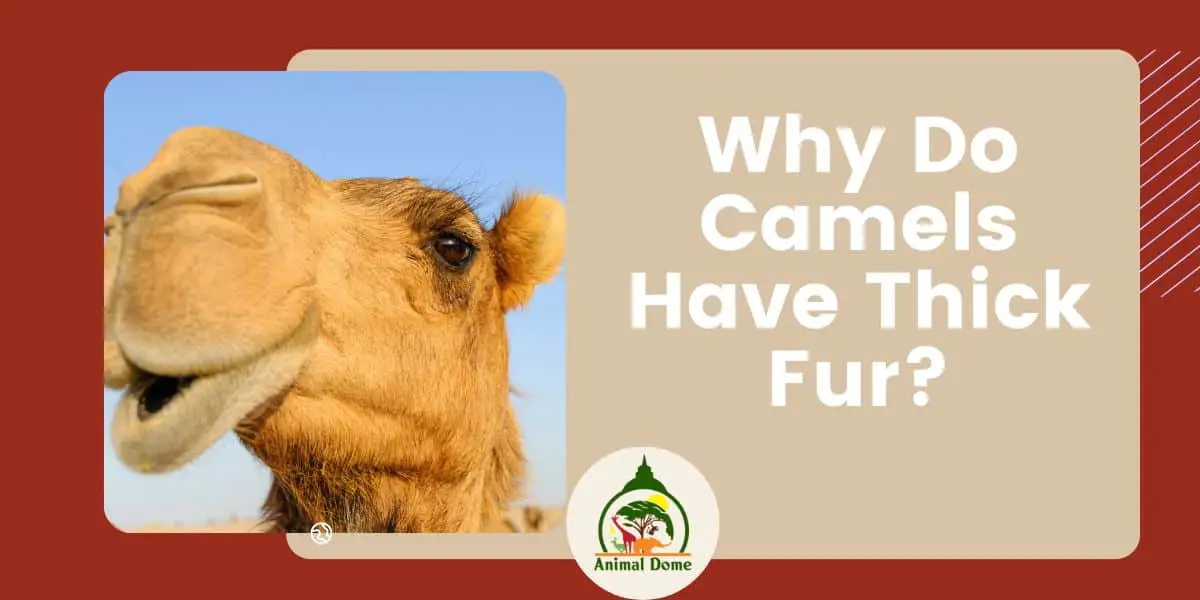 Why Do Camels Have Thick Fur?