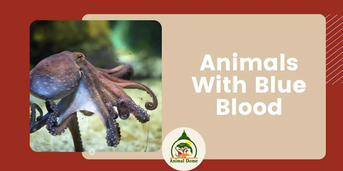 10 Animals With Blue Blood
