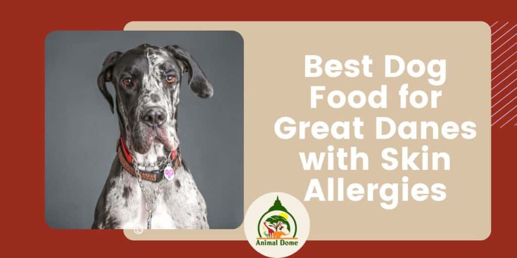 8 Best Dog Food for Great Danes with Skin Allergies [2023 Review