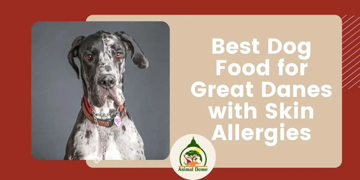 Best Dog Food for Great Danes with Skin Allergies