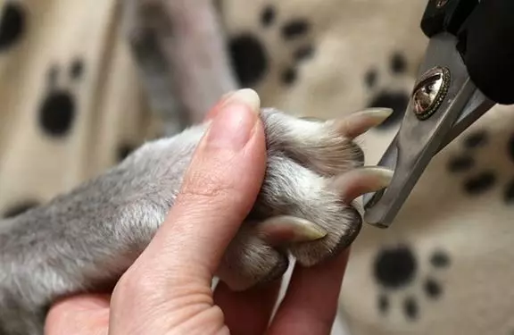 overgrown nails