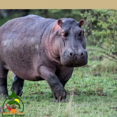 How Can a Hippo Run So Fast with its Weight?