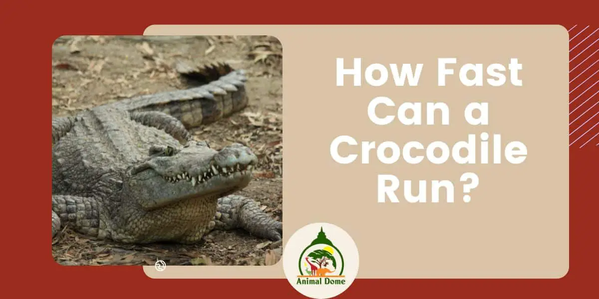 How Fast Can a Crocodile Run?