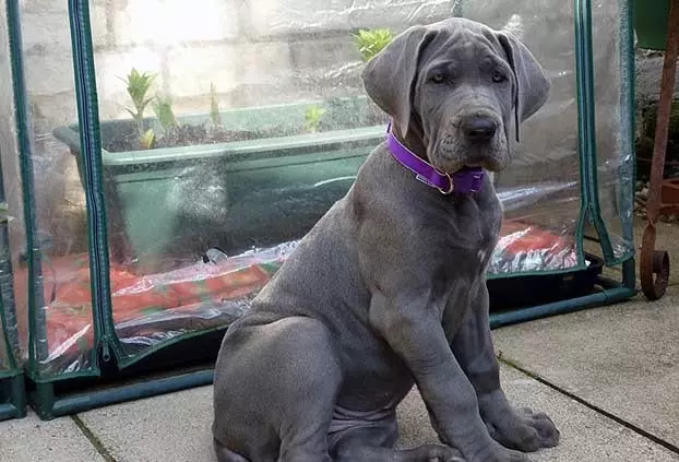 Great Danes Growth