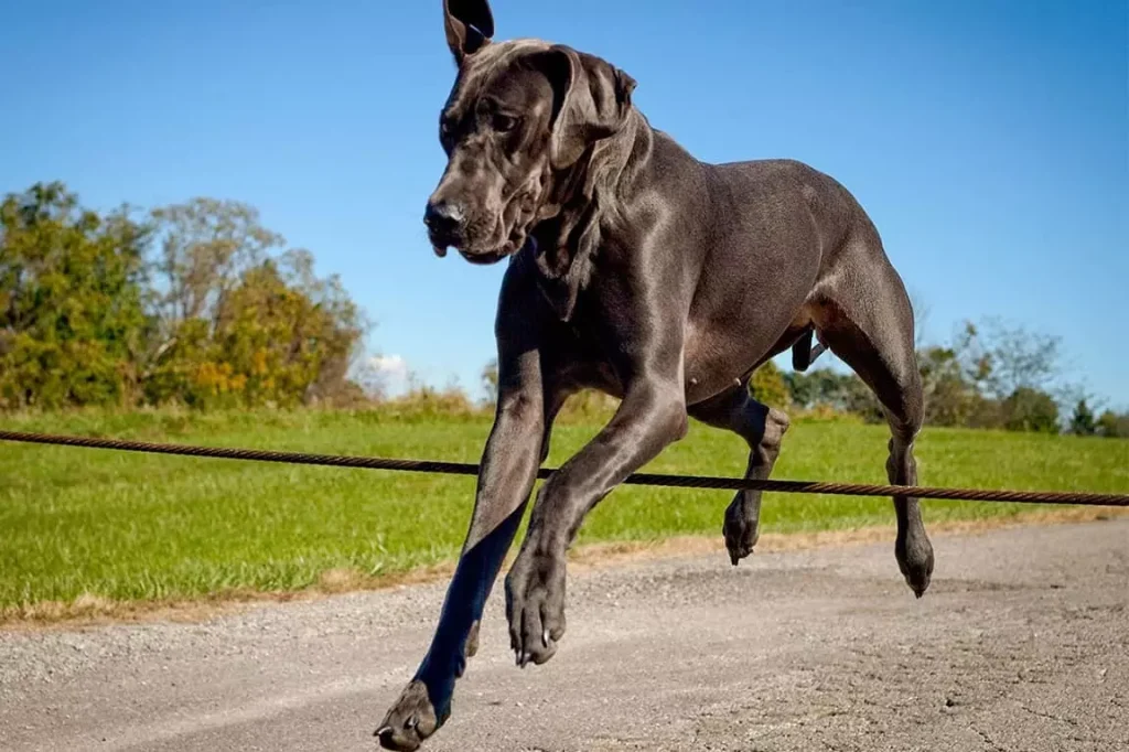How to Deal with an Enormous Great Dane puppy?