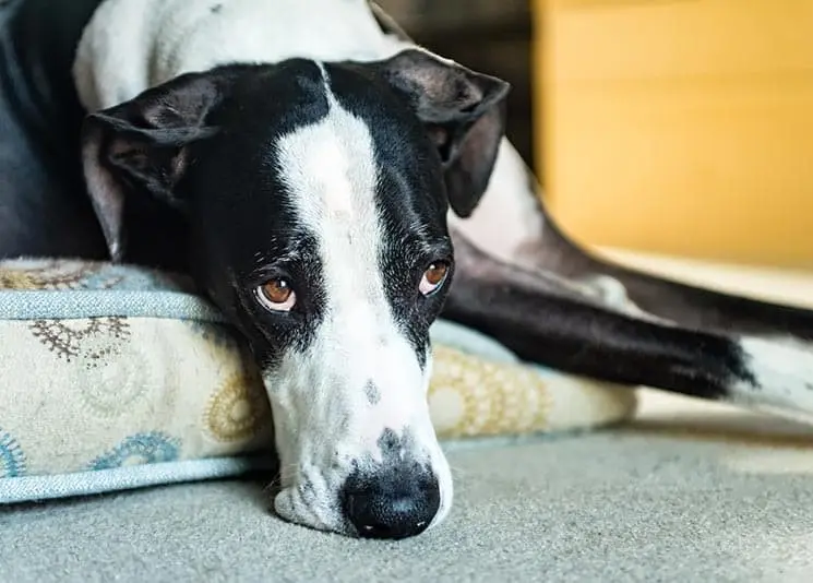 How to Diagnose the Symptoms of Bloat in Great Danes