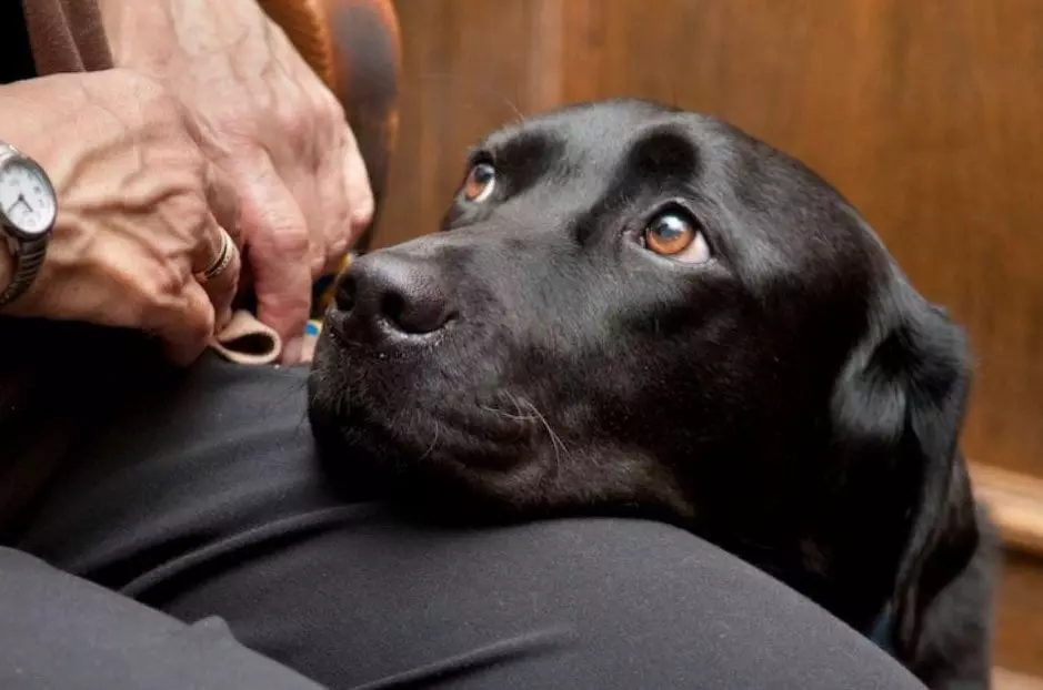 Reasons Why Great Danes Bury Their Head into You