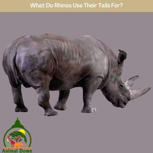 What Do Rhinos Use Their Tails For?