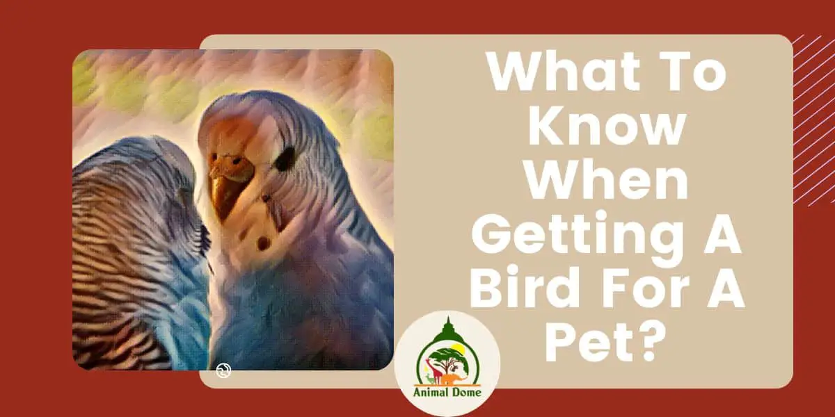 What To Know When Getting A Bird For A Pet?