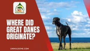 Where Did the Great Danes Originate(1)