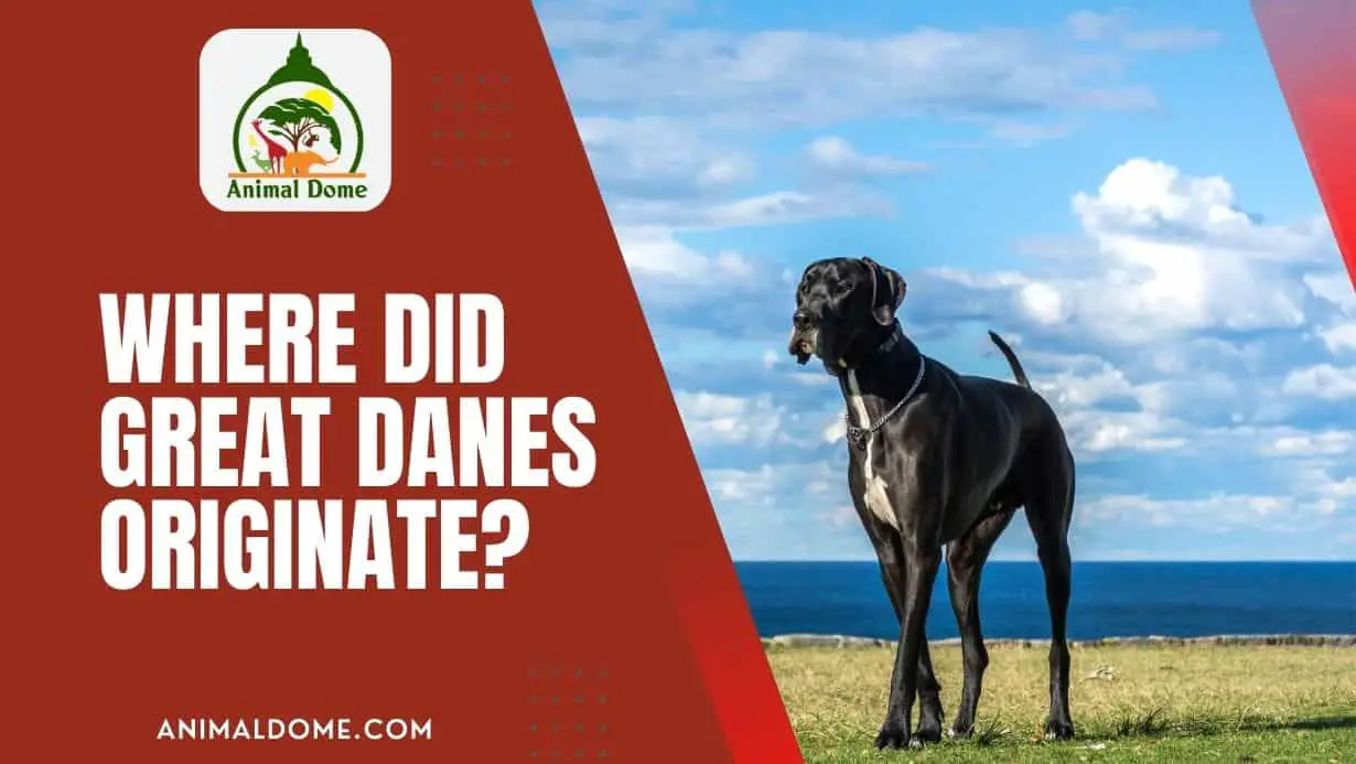 Where Did Great Danes Originate? | Facts & Personality Traits