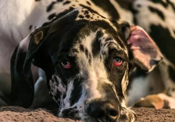 Why Do Great Dane's Eyes Red