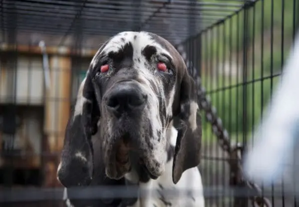 11 Great Danes Health Problems | Tips to Improve their life Span