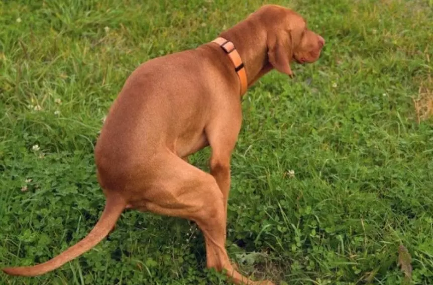 How Long Can A Dog Go Without Pooping