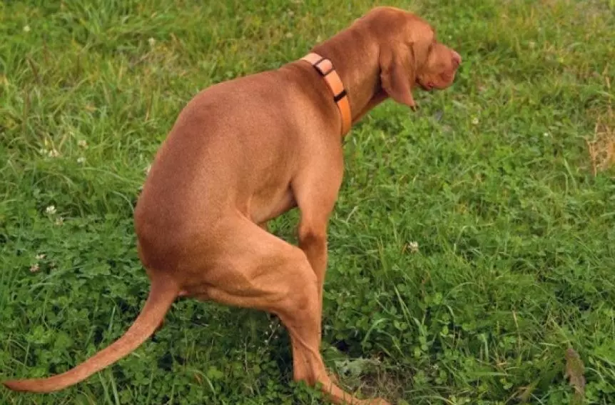 how-long-can-my-dog-go-without-pooping