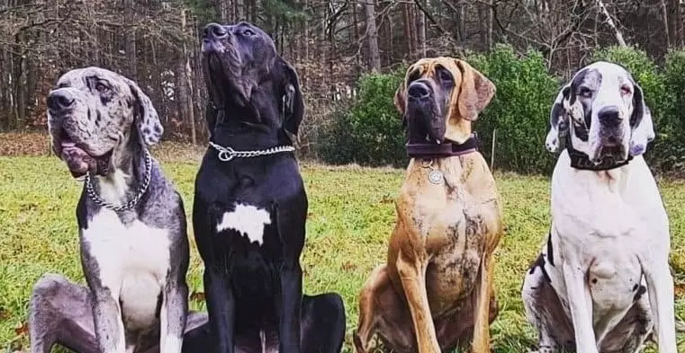 great dane colors